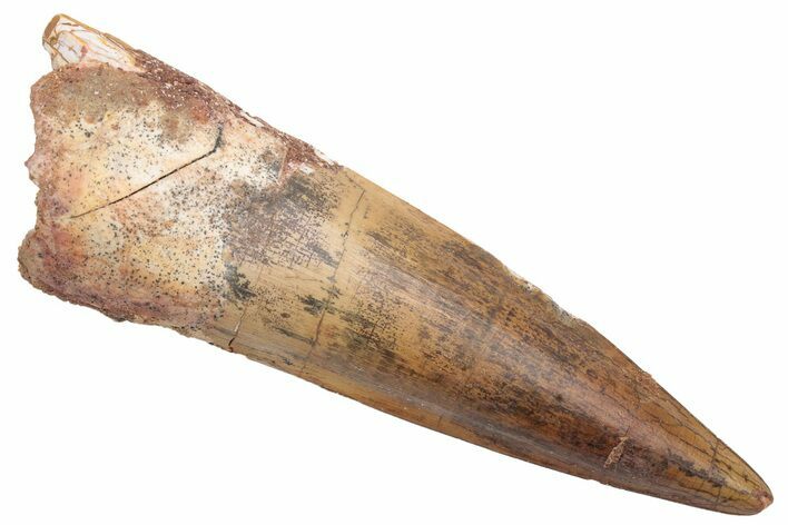 Real Fossil Spinosaurus Tooth - Beautiful Preservation #230584
